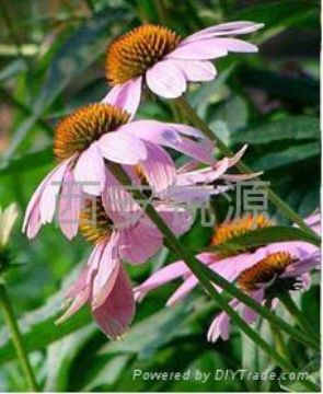 Echinacea Herb P.E.